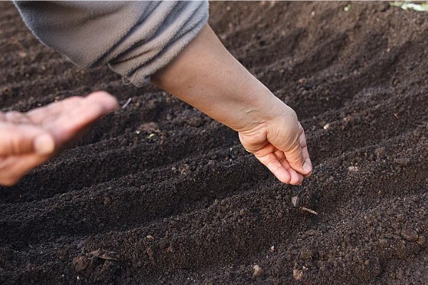哈密瓜何时种植，晚霜过后便可栽培