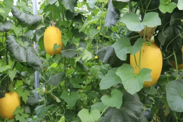 哈密瓜何时种植，晚霜过后便可栽培