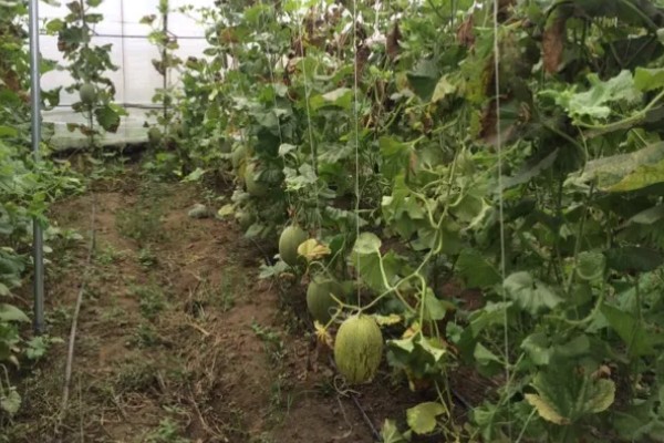 哈密瓜何时种植，晚霜过后便可栽培