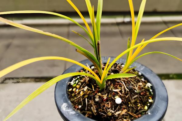 蕙兰叶子发黄的原因及解决方法,可能是土壤板结所致