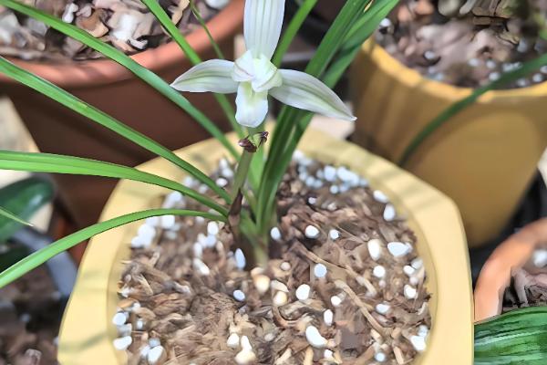 蕙兰叶子发黄的原因及解决方法,可能是土壤板结所致