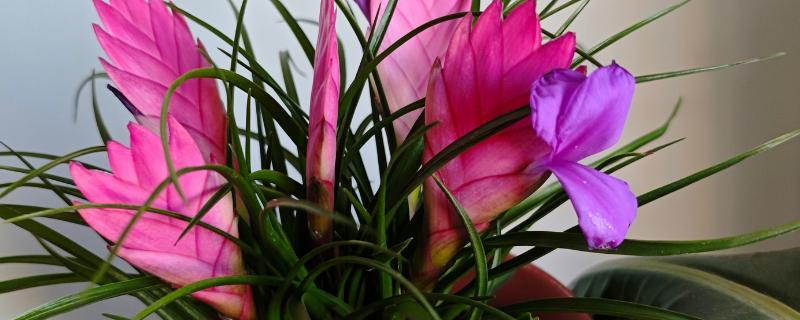 铁兰花后怎样处理，老的植株将花柄剪掉