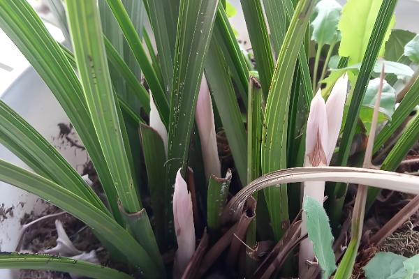 蕙兰叶子发黄的原因及解决方法,可能是土壤板结所致