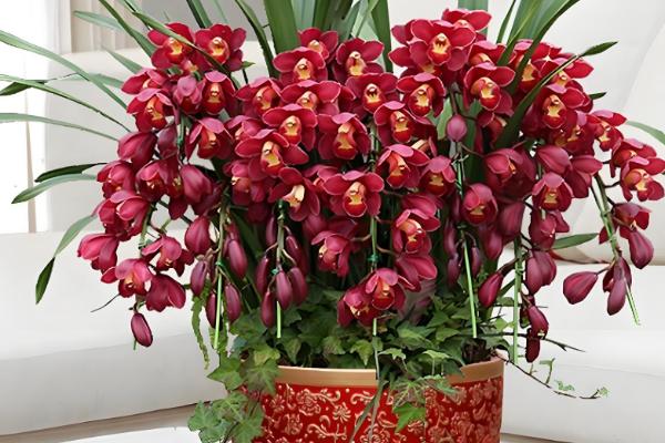 蕙兰叶子发黄的原因及解决方法,可能是土壤板结所致