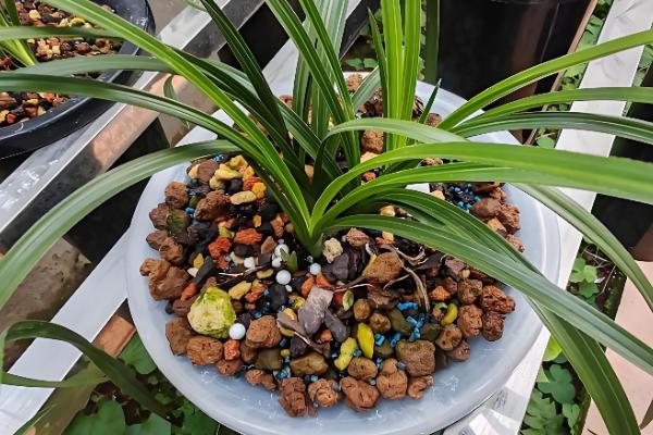 蕙兰叶子发黄的原因及解决方法,可能是土壤板结所致