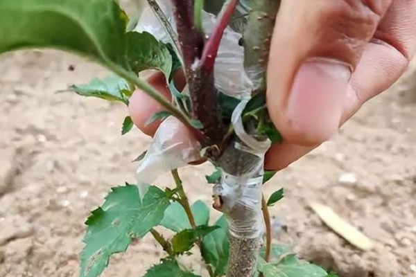 哪些因素会影响苹果嫁接成活,砧穗产生的愈合能力越强成活率就越高