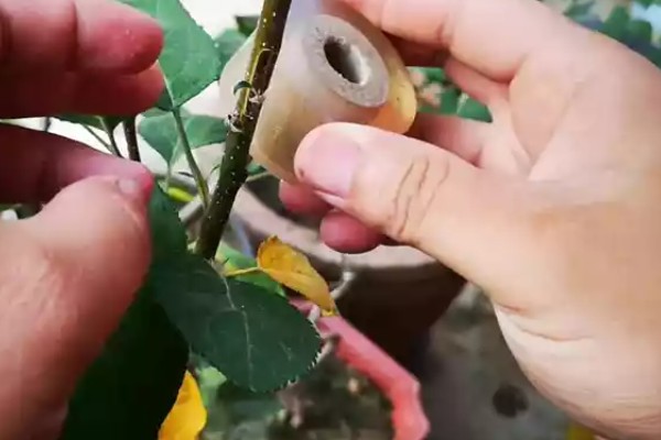 哪些因素会影响苹果嫁接成活,砧穗产生的愈合能力越强成活率就越高