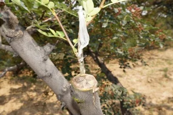 哪些因素会影响苹果嫁接成活,砧穗产生的愈合能力越强成活率就越高