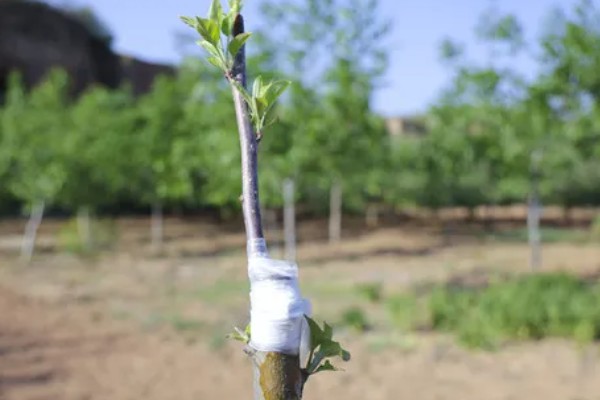 哪些因素会影响苹果嫁接成活,砧穗产生的愈合能力越强成活率就越高