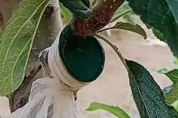 哪些因素会影响苹果嫁接成活,砧穗产生的愈合能力越强成活率就越高