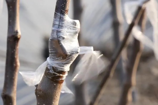 哪些因素会影响苹果嫁接成活,砧穗产生的愈合能力越强成活率就越高