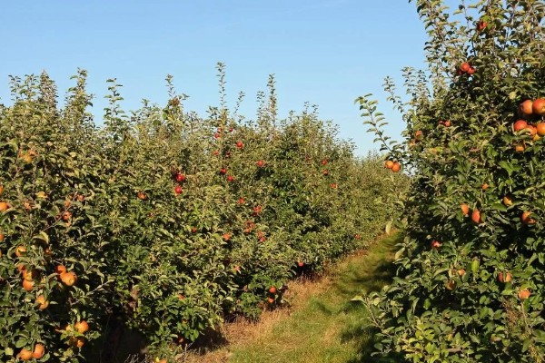 哪些因素会影响苹果嫁接成活,砧穗产生的愈合能力越强成活率就越高