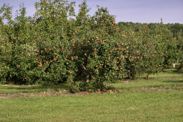 哪些因素会影响苹果嫁接成活,砧穗产生的愈合能力越强成活率就越高