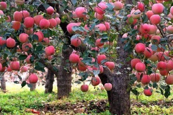 哪些因素会影响苹果嫁接成活,砧穗产生的愈合能力越强成活率就越高