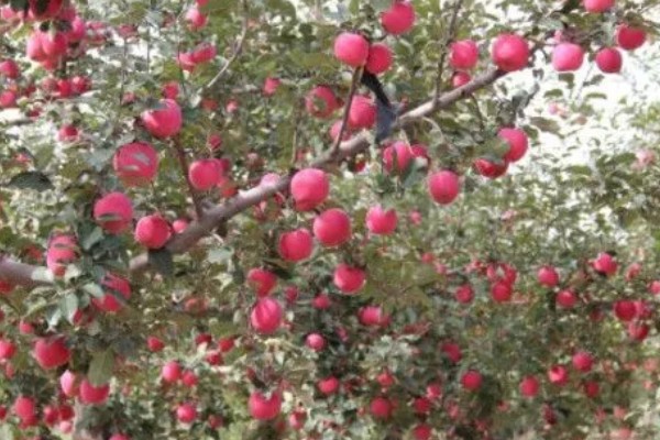 哪些因素会影响苹果嫁接成活,砧穗产生的愈合能力越强成活率就越高