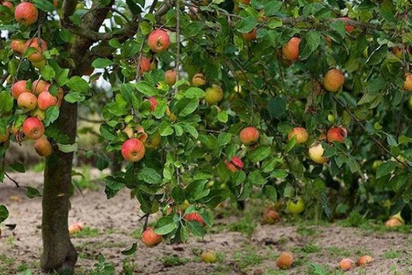 哪些因素会影响苹果嫁接成活,砧穗产生的愈合能力越强成活率就越高