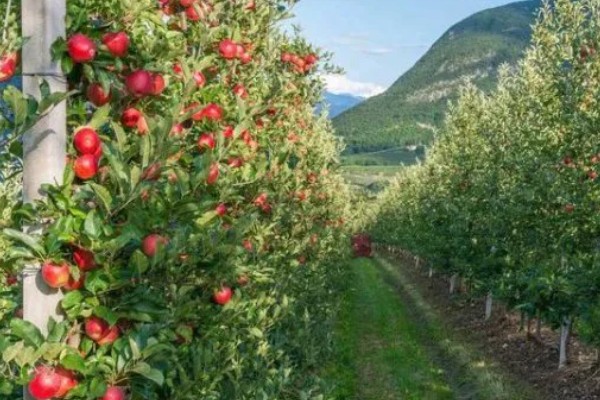 哪些因素会影响苹果嫁接成活,砧穗产生的愈合能力越强成活率就越高