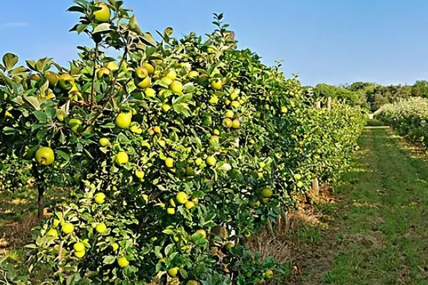 哪些因素会影响苹果嫁接成活,砧穗产生的愈合能力越强成活率就越高