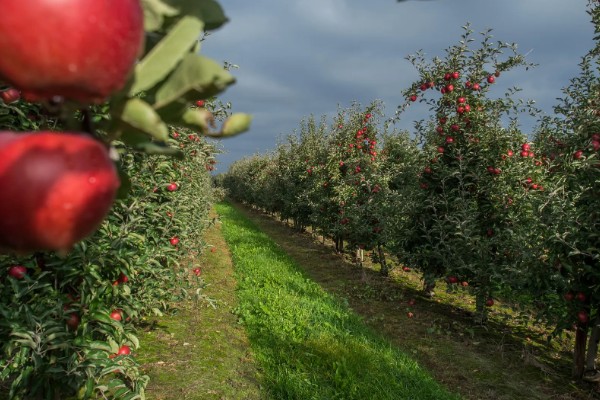 哪些因素会影响苹果嫁接成活,砧穗产生的愈合能力越强成活率就越高
