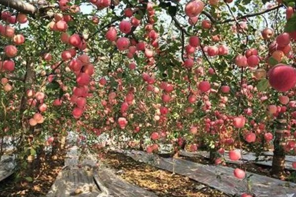 哪些因素会影响苹果嫁接成活,砧穗产生的愈合能力越强成活率就越高