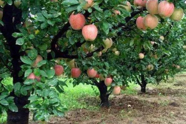 哪些因素会影响苹果嫁接成活,砧穗产生的愈合能力越强成活率就越高