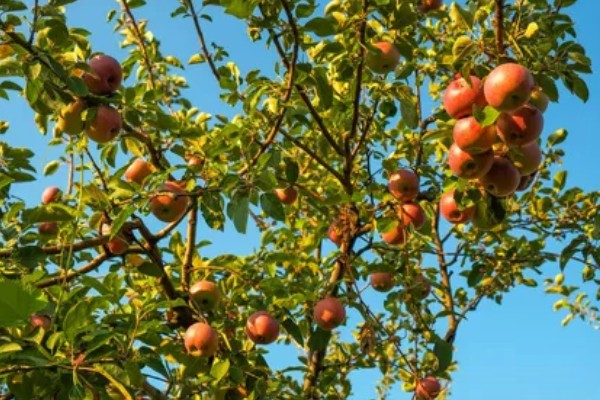 哪些因素会影响苹果嫁接成活,砧穗产生的愈合能力越强成活率就越高