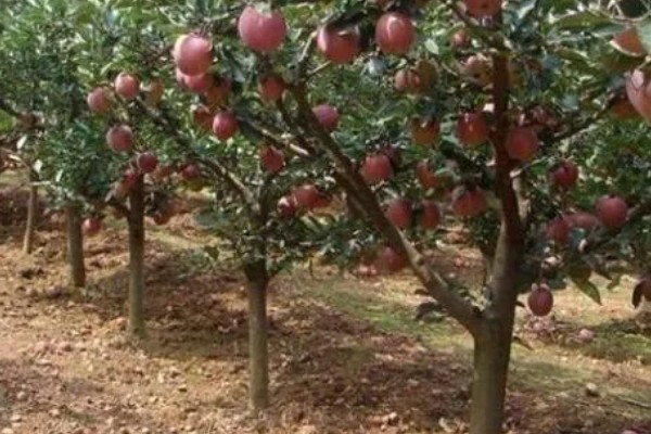 哪些因素会影响苹果嫁接成活,砧穗产生的愈合能力越强成活率就越高