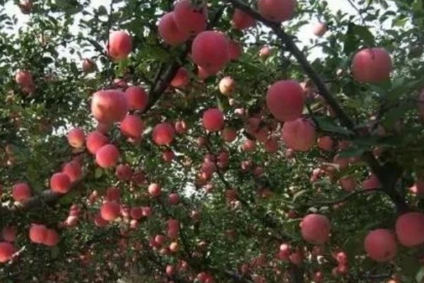 哪些因素会影响苹果嫁接成活,砧穗产生的愈合能力越强成活率就越高