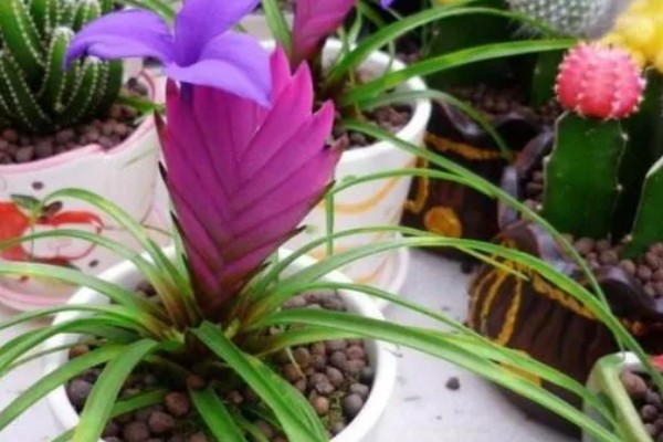 铁兰花后怎样处理，老的植株将花柄剪掉