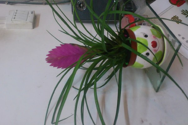 铁兰花后怎样处理，老的植株将花柄剪掉