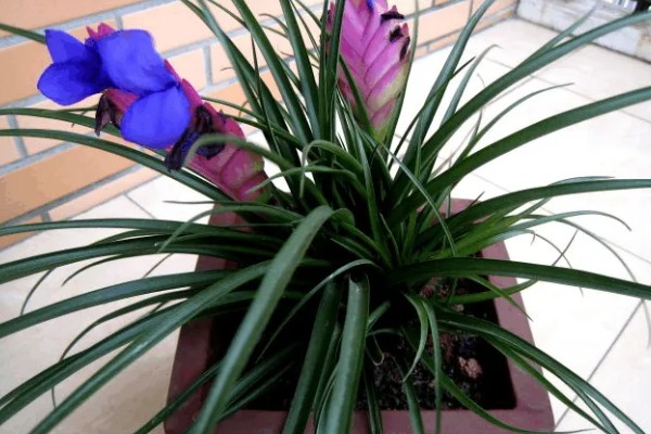 铁兰花后怎样处理，老的植株将花柄剪掉