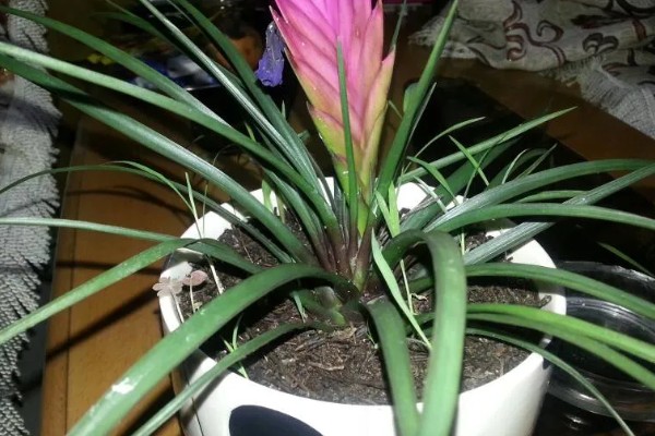 铁兰花后怎样处理，老的植株将花柄剪掉