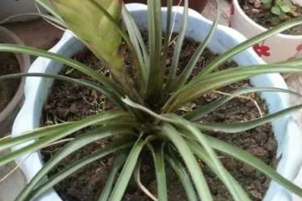 铁兰花后怎样处理，老的植株将花柄剪掉