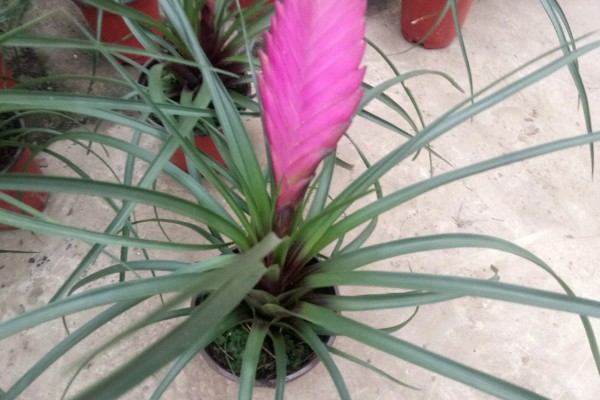 铁兰花后怎样处理，老的植株将花柄剪掉