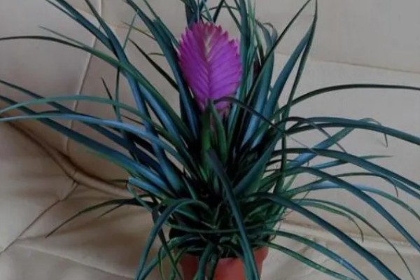 铁兰花后怎样处理，老的植株将花柄剪掉