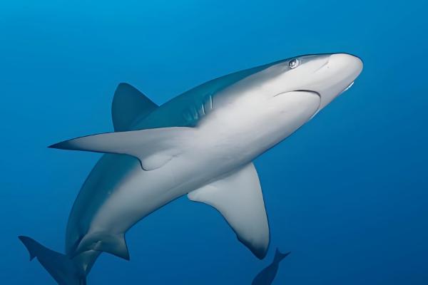 鲨鱼多少天换牙，换牙频率取决于鲨鱼种类