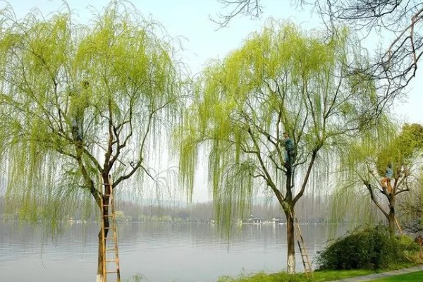 柳树的外观,叶片狭长边缘有锯齿