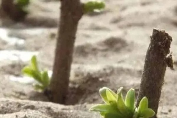 柳树的外观,叶片狭长边缘有锯齿