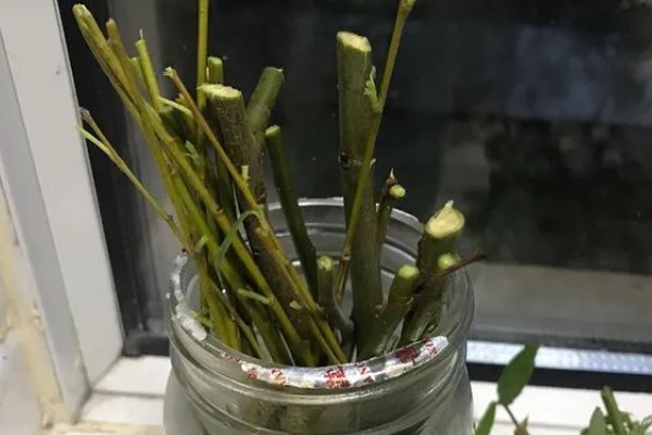 柳树的外观,叶片狭长边缘有锯齿