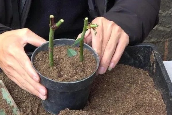 柳树的外观,叶片狭长边缘有锯齿