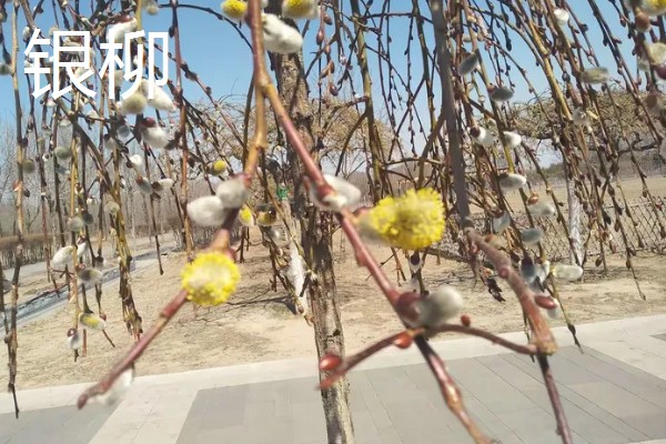 柳树的外观,叶片狭长边缘有锯齿