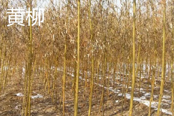 柳树的外观,叶片狭长边缘有锯齿