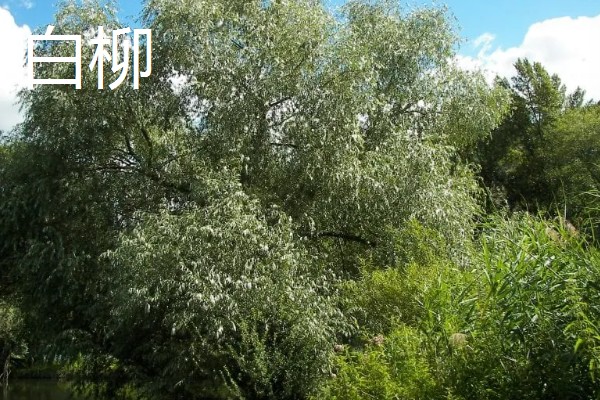 柳树的外观,叶片狭长边缘有锯齿