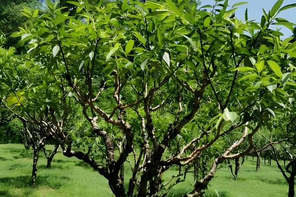 哪些树苗适合在5月份种植，常见石榴树、桃树、桂花树等品种