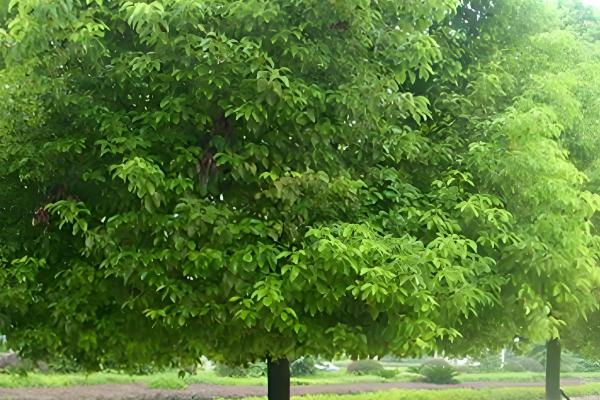 哪些树苗适合在5月份种植，常见石榴树、桃树、桂花树等品种