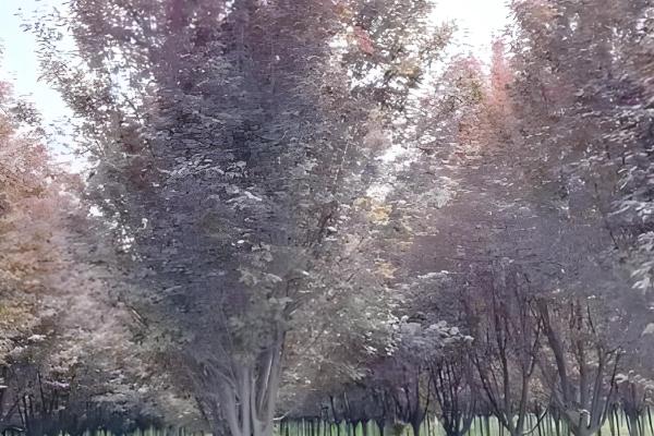 哪些树苗适合在5月份种植，常见石榴树、桃树、桂花树等品种