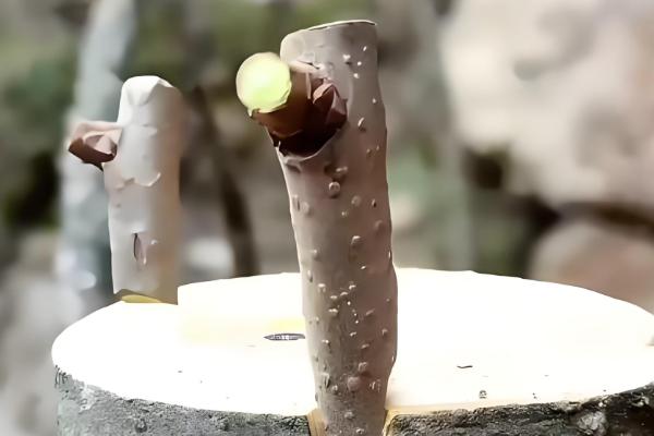 哪些树苗适合在5月份种植，常见石榴树、桃树、桂花树等品种