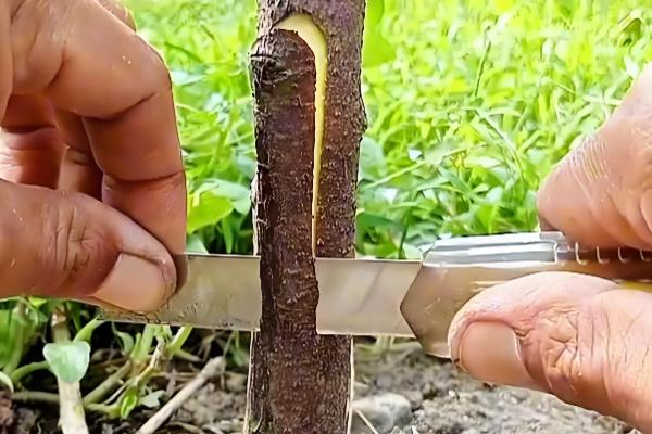 哪些树苗适合在5月份种植，常见石榴树、桃树、桂花树等品种