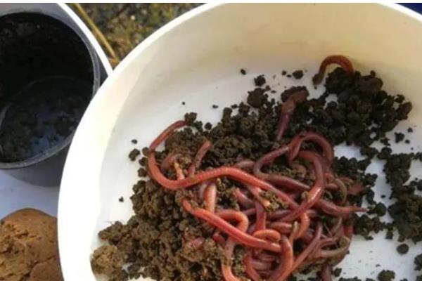 早春钓鱼的适宜气压和温度,最佳气温是15℃以上