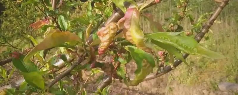 桃树缩叶病的症状，初期叶片显现出卷曲、皱缩状等